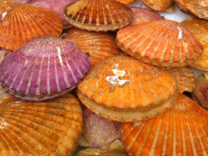 bay-scallop1